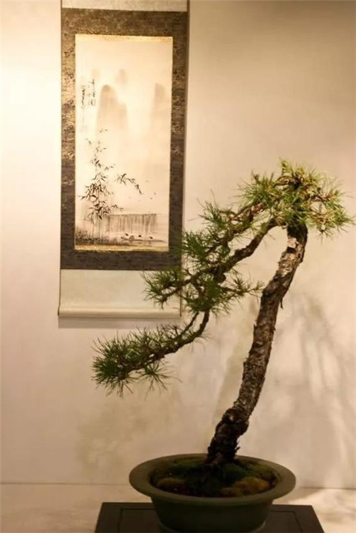 美國費城的盆景與插花藝術(shù)展
