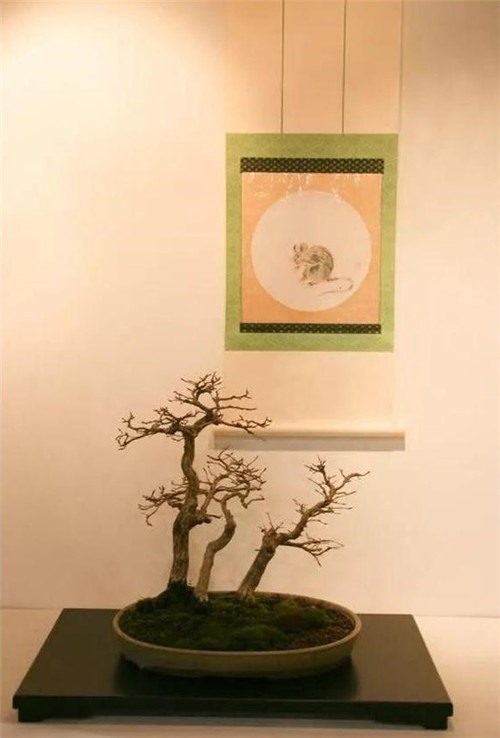 美國費城的盆景與插花藝術(shù)展