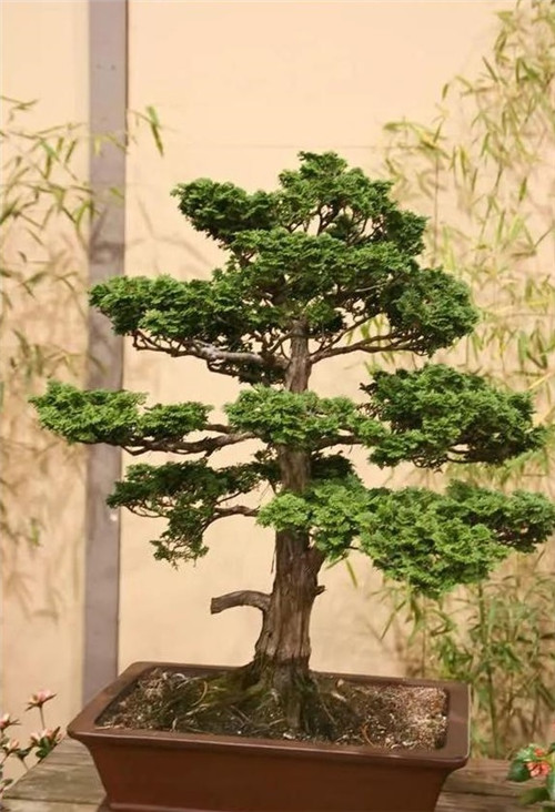 美國費城的盆景與插花藝術(shù)展