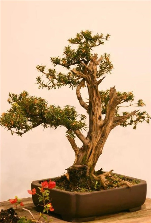 美國費城的盆景與插花藝術(shù)展