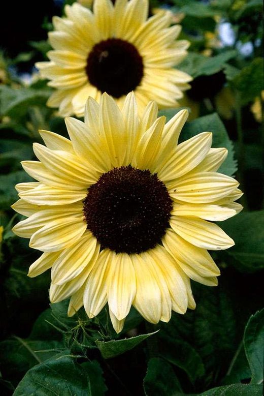 花園中適宜選用的野生植物