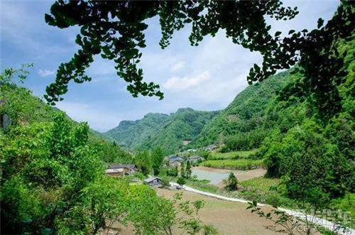 走進千年古樹群風景區(qū)