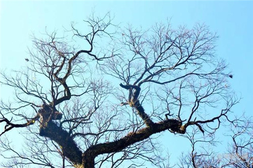 走進千年古樹群風景區(qū)