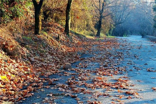 走進千年古樹群風景區(qū)