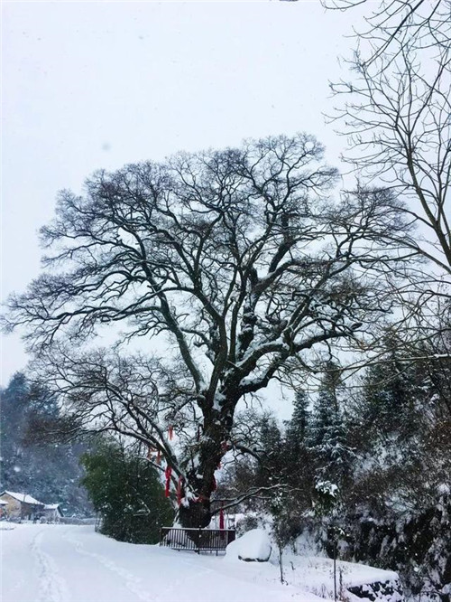 走進千年古樹群風景區(qū)