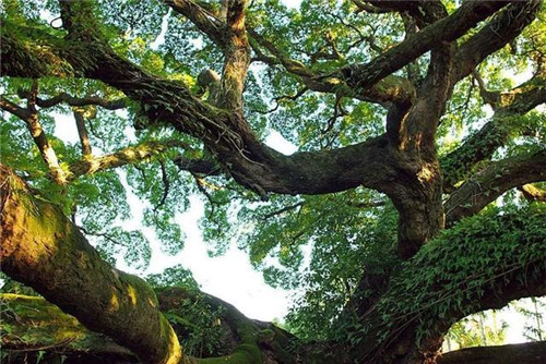 走進千年古樹群風景區(qū)