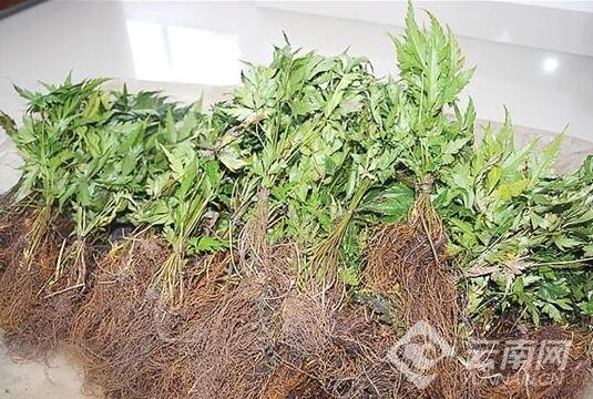 紅河金平森警農貿市場查獲瀕危野生植物