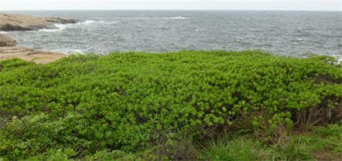 研究人員發現我國被子植物新記錄