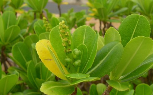 研究人員發現我國被子植物新記錄