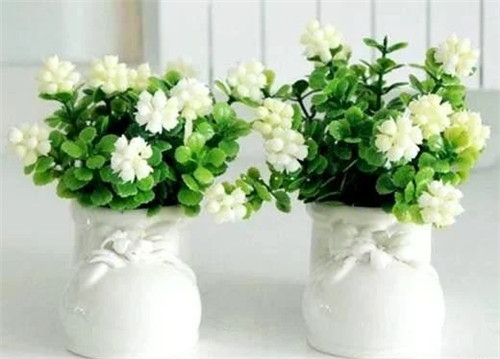 這8種植物是凈化空氣的能手，關鍵好養活！