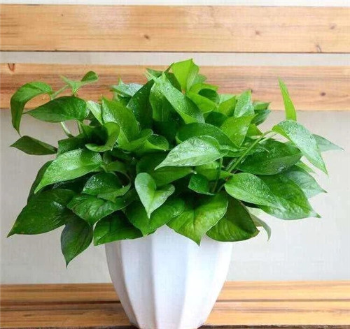 這8種植物是凈化空氣的能手，關鍵好養活！