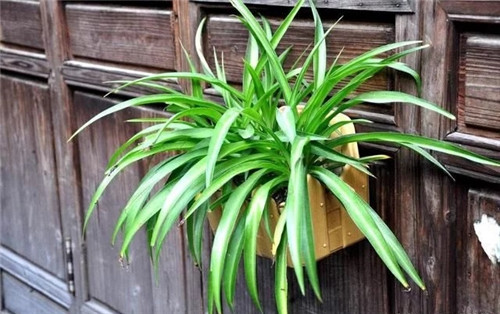 這8種植物是凈化空氣的能手，關鍵好養活！