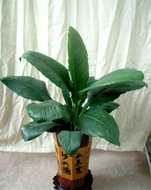 這8種植物是凈化空氣的能手，關鍵好養活！