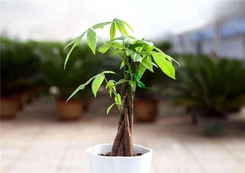 這8種植物是凈化空氣的能手，關鍵好養活！