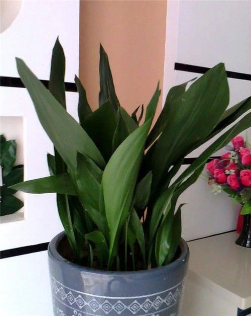 這8種植物是凈化空氣的能手，關鍵好養活！