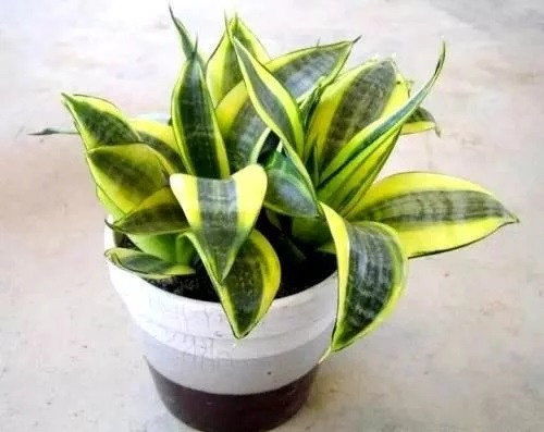 這8種植物是凈化空氣的能手，關鍵好養活！