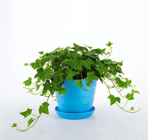 這8種植物是凈化空氣的能手，關鍵好養活！