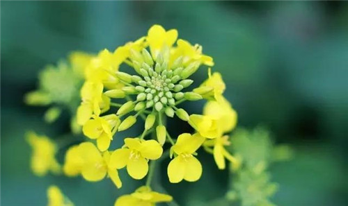 浙江慶元要建成江南一流生態旅游目的地