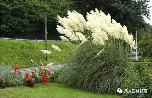 巧妙識別23種景觀設計常用觀賞草