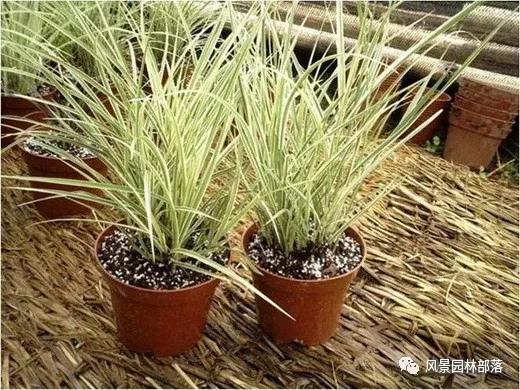 巧妙識別23種景觀設(shè)計(jì)常用觀賞草