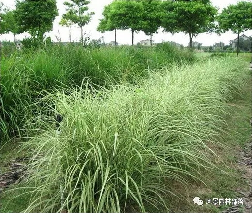 巧妙識別23種景觀設(shè)計(jì)常用觀賞草