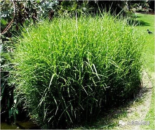 巧妙識別23種景觀設(shè)計(jì)常用觀賞草