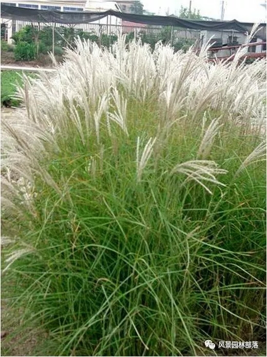 巧妙識別23種景觀設(shè)計(jì)常用觀賞草