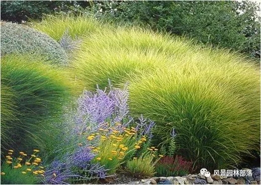 巧妙識別23種景觀設(shè)計(jì)常用觀賞草