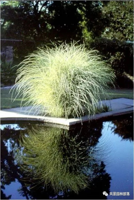 巧妙識別23種景觀設(shè)計(jì)常用觀賞草