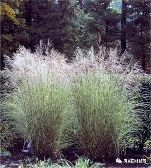 巧妙識別23種景觀設(shè)計(jì)常用觀賞草