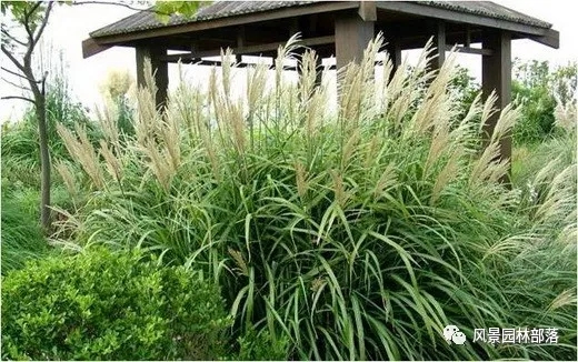 巧妙識別23種景觀設(shè)計(jì)常用觀賞草