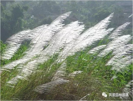 巧妙識別23種景觀設(shè)計(jì)常用觀賞草