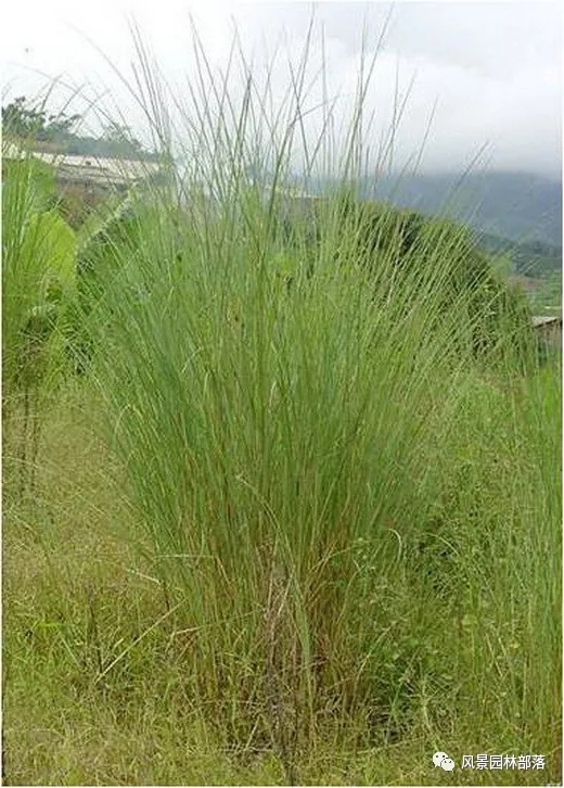 巧妙識別23種景觀設(shè)計(jì)常用觀賞草