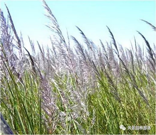 巧妙識別23種景觀設(shè)計(jì)常用觀賞草