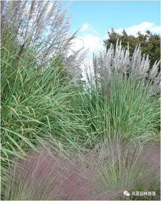 巧妙識別23種景觀設(shè)計(jì)常用觀賞草