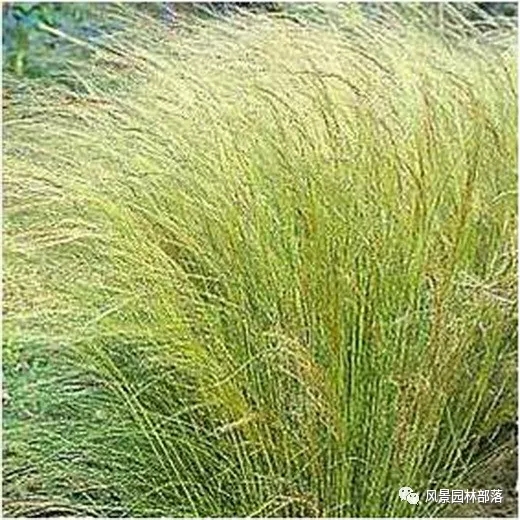 巧妙識別23種景觀設(shè)計(jì)常用觀賞草