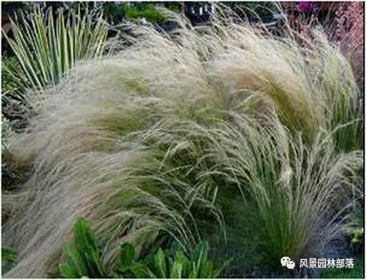 巧妙識別23種景觀設(shè)計(jì)常用觀賞草