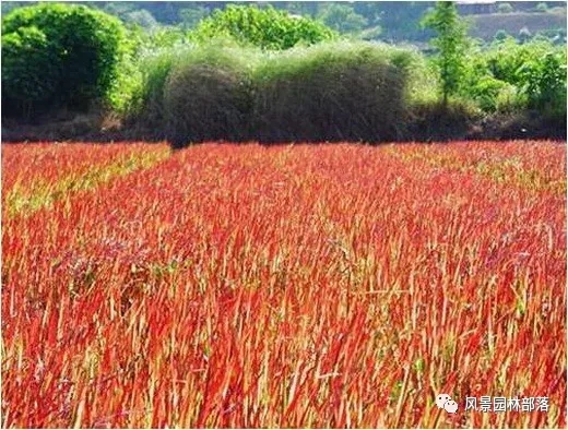 巧妙識別23種景觀設(shè)計(jì)常用觀賞草