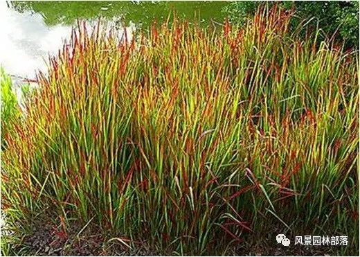 巧妙識別23種景觀設(shè)計(jì)常用觀賞草