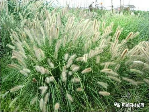 巧妙識別23種景觀設(shè)計(jì)常用觀賞草