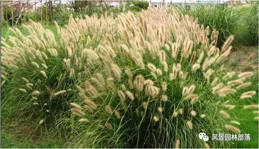 巧妙識別23種景觀設(shè)計(jì)常用觀賞草