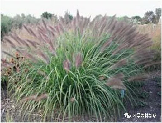 巧妙識別23種景觀設(shè)計(jì)常用觀賞草