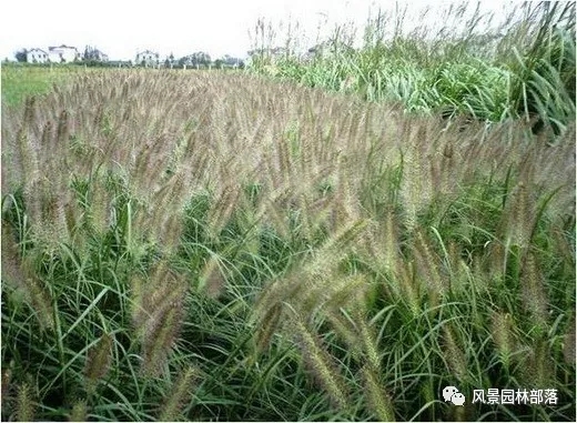 巧妙識別23種景觀設(shè)計(jì)常用觀賞草