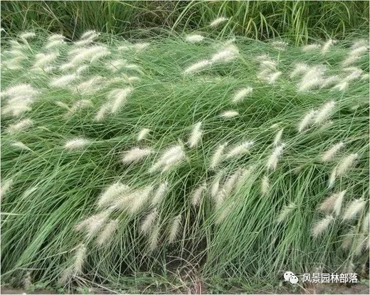 巧妙識別23種景觀設(shè)計(jì)常用觀賞草
