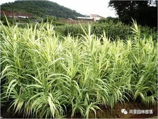 巧妙識別23種景觀設(shè)計(jì)常用觀賞草