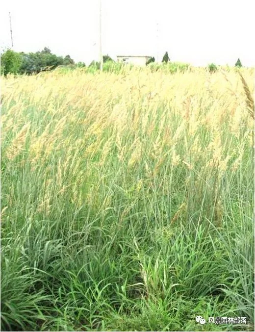 巧妙識別23種景觀設(shè)計(jì)常用觀賞草