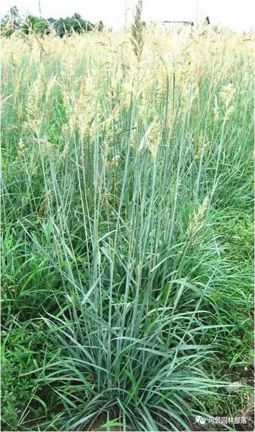 巧妙識別23種景觀設(shè)計(jì)常用觀賞草