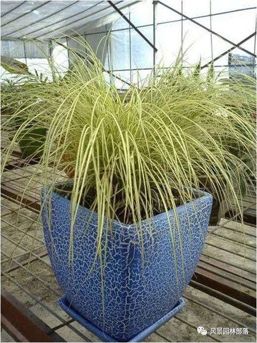 巧妙識別23種景觀設(shè)計(jì)常用觀賞草