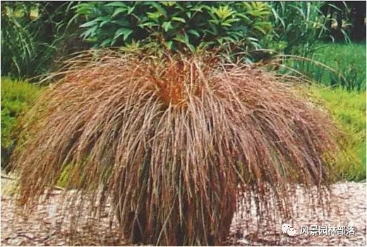 巧妙識別23種景觀設(shè)計(jì)常用觀賞草