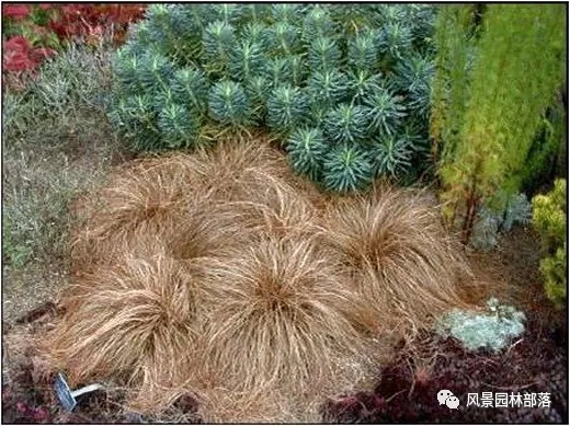 巧妙識別23種景觀設(shè)計(jì)常用觀賞草